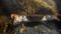 Montagu's crab (Xantho hydrophilus) in a rockpool, showing threat posture with open claws raised, walks out of frame, Cornwall, England, UK, September.