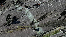 Slow motion clip of an Oystercatcher (Haematopus ostralegus) struggling to climb up  a slope at a coastal roost site as a Shag (Phalacrocorax aristotelis) approaches and flaps its wings, England, UK,...