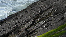 Oystercatchers (Haematopus ostralegus) resting and preening at a roost site, with a Shag (Phalacrocorax aristotelis) holding its wings out to dry next to them, Cornwall, England, UK, April.