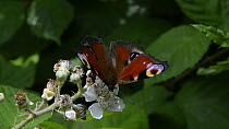 Close up view of a Peacock butterfly (Inachis io) nectaring on a Bramble flower (Rubus plicatus) on a woodland edge, Lower Woods Gloucestershire Wildlife Trust reserve, Gloucestershire, England, UK, J...