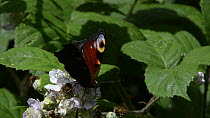 Close up view of a Peacock butterfly (Inachis io) nectaring on a Bramble flower (Rubus plicatus) on a woodland edge, Lower Woods Gloucestershire Wildlife Trust reserve, Gloucestershire, England, UK, J...