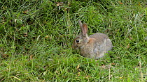 Close up view of a young European rabbit (Oryctolagus cuniculus) grazing and listening for danger, Wiltshire, England, UK, July.
