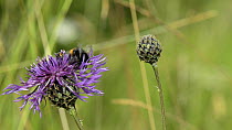 Red-tailed bumblebee (Bombus lapidarius) nectaring on a Greater knapweed flower (Centaurea scabiosa)  before taking off, with a female Thick-legged flower beetle (Oedemera nobilis) nearby, Wiltshire,...