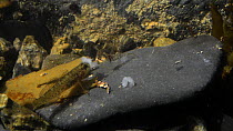 Rock goby (Gobius paganellus) stealing food from a scavenging Common prawn (Palaemon serratus) in a rockpool, Cornwall, England, UK, September.