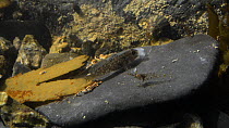 Rock goby (Gobius paganellus) stealing food from a scavenging Common prawn (Palaemon serratus) in a rockpool, Cornwall, England, UK, September.