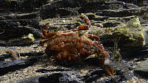 Common prawns (Palaemon serratus) feeding on a dead Montagu's crab (Xantho hydrophilus) in a rockpool, Cornwall, England, UK, September.
