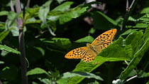 Close up view of a Silver-washed fritillary butterfly (Argynnis paphia) sunning itself on a Bramble (Rubus fruticosa) leaf on woodland edge before flying off, Lower Woods Gloucestershire Wildlife Trus...