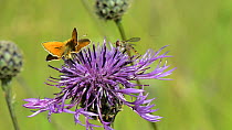 Small skipper (Thymelicus sylvetris) nectaring on a Greater knapweed flower (Centaurea scabiosa), with a Marmalade hoverfly (Episyrphus balteatus) landing briefly to feed on pollen next to it, Wiltshi...
