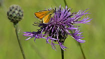 Small skipper (Thymelicus sylvetris) nectaring on a Greater knapweed flower (Centaurea scabiosa), Wiltshire, England, UK, July.
