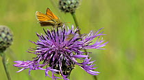 Small skipper (Thymelicus sylvetris) nectaring on a Greater knapweed flower (Centaurea scabiosa), with a Marmalade hoverfly (Episyrphus balteatus) hovering nearby, Wiltshire, England, UK, July.