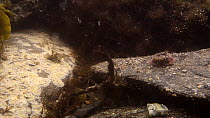 Squat lobster (Galathea squamifera) hiding under a stone in a rockpool, threat display, Cornwall, England, UK, September.
