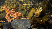 Timelapse of a Common starfish (Asterias rubens) moving in a rockpool, speeded up four times, Cornwall, England, UK, September.