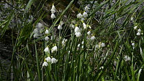 Slowmotion clip of Summer snowflake (Leucojum aestivum) flowers moving in a breeze, Wiltshire, England, UK, April.