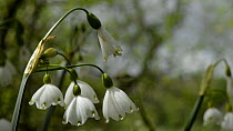 Close up of Summer snowflake (Leucojum aestivum) flowers moving in a breeze, Wiltshire, England, UK, April.