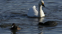 Tufted ducks (Aythya fuligula) and a Coot (Fulica atra) diving to forage in a shallow lake, before a Bewick's swan (Cygnus bewickii) swims in to feed, Gloucestershire, England, UK, December.