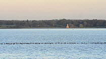 Wide angle view of a mixed flock of Tufted ducks (Aythya fuligula), Coots (Fulica atra) and Wigeon (Anas penelope), with Normanton church in the background, Rutland Water, Rutland, England, UK, Novemb...