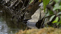 Water vole (Arvicola amphibius) feeding and grooming itself before swimming off, near Bude, Cornwall, England, UK, June.