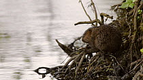 Slow motion clip of a Water vole (Arvicola amphibius) grooming itself and feeding, near Bude, Cornwall, England, UK, June.