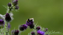 Slow motion close up view of a White-tailed bumblebee (Bombus lucorum) using its middle legs to fend off a Marbled white butterfly (Melanargia galathea) whilst nectaring on Creeping thistle flowers (C...
