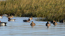 Small group of Wigeon (Anas penelope) swimming and dabbling in a saltmarsh creek at high tide, close to a flooded stand of Common cord grass (Spartina anglica), Somerset, England, UK, December.