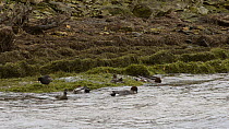 Slow motion view of a small group of Wigeon (Anas penelope) dabbling on a windy day, with a Moorhen (Gallinula chloropus) foraging nearby, Rutland Water, Rutland, England, UK, November.