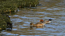 Pair of Wigeon (Anas penelope) dabbling at the margins of a large reservoir, with two Moorhens (Gallinula chloropus) foraging nearby, Rutland Water, Rutland, England, UK, November.