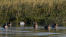 Small group of Wigeon (Anas Penelope) swimming preening and dabbling in a saltmarsh creek at high tide close to a flooded stand of Common cord grass (Spartina anglica), Somerset, England, UK, December...