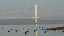 Small group of Wigeon (Anas penelope) dabbling in a saltmarsh creek, with the First Severn Crossing bridge in the background, Somerset, England, UK, December.