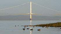 Panning shot across small group of Wigeon (Anas penelope) dabbling in a saltmarsh creek, with the First Severn Crossing bridge in the background, Somerset, England, UK, December.
