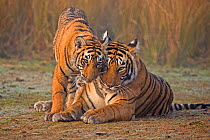 Bengal tiger (Panthera tigris tigris) female 'T19 Krishna' with 11 month cub, Ranthambore National Park, India.