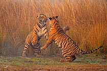 Bengal tiger (Panthera tigris tigris) 11 month old cubs play fighting, Ranthambhore National Park, India.