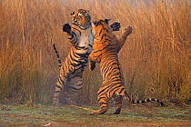 Bengal tiger (Panthera tigris tigris) 11 month old cubs play fighting, Ranthambhore National Park, India.