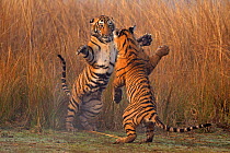 Bengal tiger (Panthera tigris tigris) 11 month cubs play fighting, Ranthambhore National Park, India.