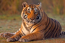 RF- Bengal tiger (Panthera tigris tigris) female 'T19 Krishna' sitting, Ranthambore National Park, India. (This image may be licensed either as rights managed or royalty free.)