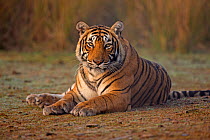 Bengal tiger (Panthera tigris tigris) female 'T19 Krishna' sitting, Ranthambhore National Park, India.