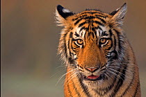 Bengal tiger (Panthera tigris tigris) 11 month old cub, Ranthambhore National Park, India.