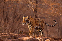 Bengal tiger (Panthera tigris tigris) female 'T19 Krishna' walking, Ranthambhore National Park, India.