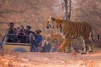 Bengal tiger (Panthera tigris tigris) female 'T19 Krishna' and cub near tourist jeeps, Ranthambhore National Park, India.
