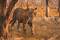 Bengal tiger (Panthera tigris tigris) 11 month cub in forest,  Ranthambhore National Park, India.