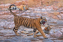 Bengal tiger (Panthera tigris tigris) 11 month cubs with mother 'T19 Krishna' in background, Ranthambhore National Park, India.