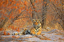 Bengal tiger (Panthera tigris tigris) 11 month cub in winter forest, Ranthambhore National Park, India.
