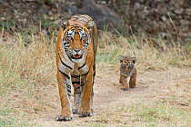 Bengal tiger (Panthera tigris tigris ) female 'T19 Krishna' with 2 month cub, Ranthambhore National Park, India.