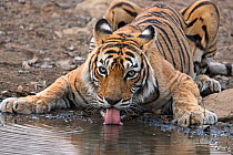 Bengal tiger (Panthera tigris tigris) old female 'Machali' drinking, Ranthambhore National Park, India.