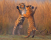 Bengal tiger (Panthera tigris tigris) 11 month cubs play fighting, Ranthambhore National Park, India.