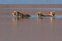 Bengal tiger (Panthera tigris tigris) female 'T19 Krishna' and cubs swimming lake and snarling at crocodiles, Ranthambhore National Park, India.