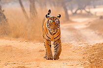 Bengal tiger (Panthera tigris tigris) female 'T19 Krishna' walking, Ranthambhore National Park, India.