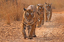 Bengal tiger (Panthera tigris tigris) female 'T19 Krishna' leading 11 month cubs, Ranthambhore National Park, India.