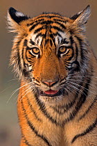 Bengal tiger (Panthera tigris tigris) 11 month cub, Ranthambhore National Park, India.