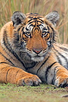 Bengal tiger (Panthera tigris tigris) 11 month cub, Ranthambhore National Park, India.