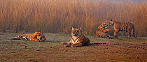 Bengal tiger (Panthera tigris tigris) female 'T19 Krishna' with 11 month cubs, Ranthambhore National Park, India.